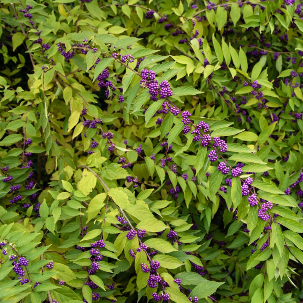 Viuhkohelmimarja - Callicarpa dichotoma