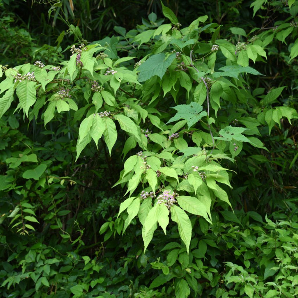 Mustehelmimarja - Callicarpa japonica