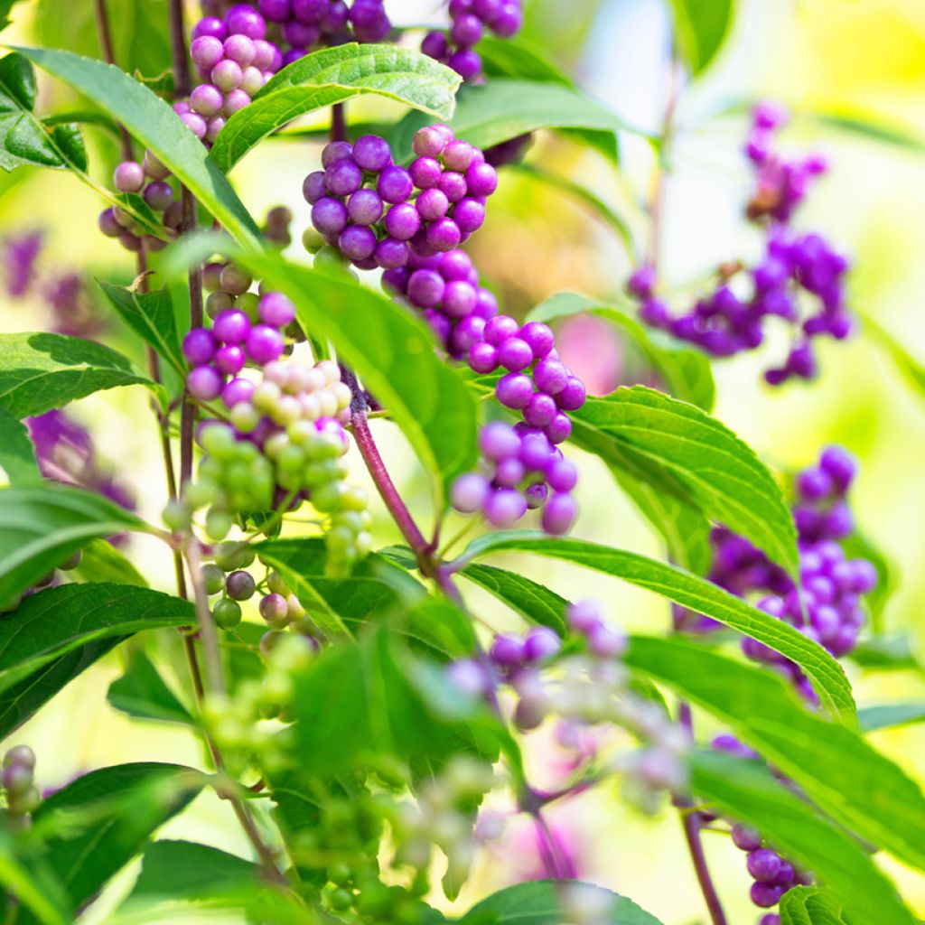 Mustehelmimarja - Callicarpa japonica