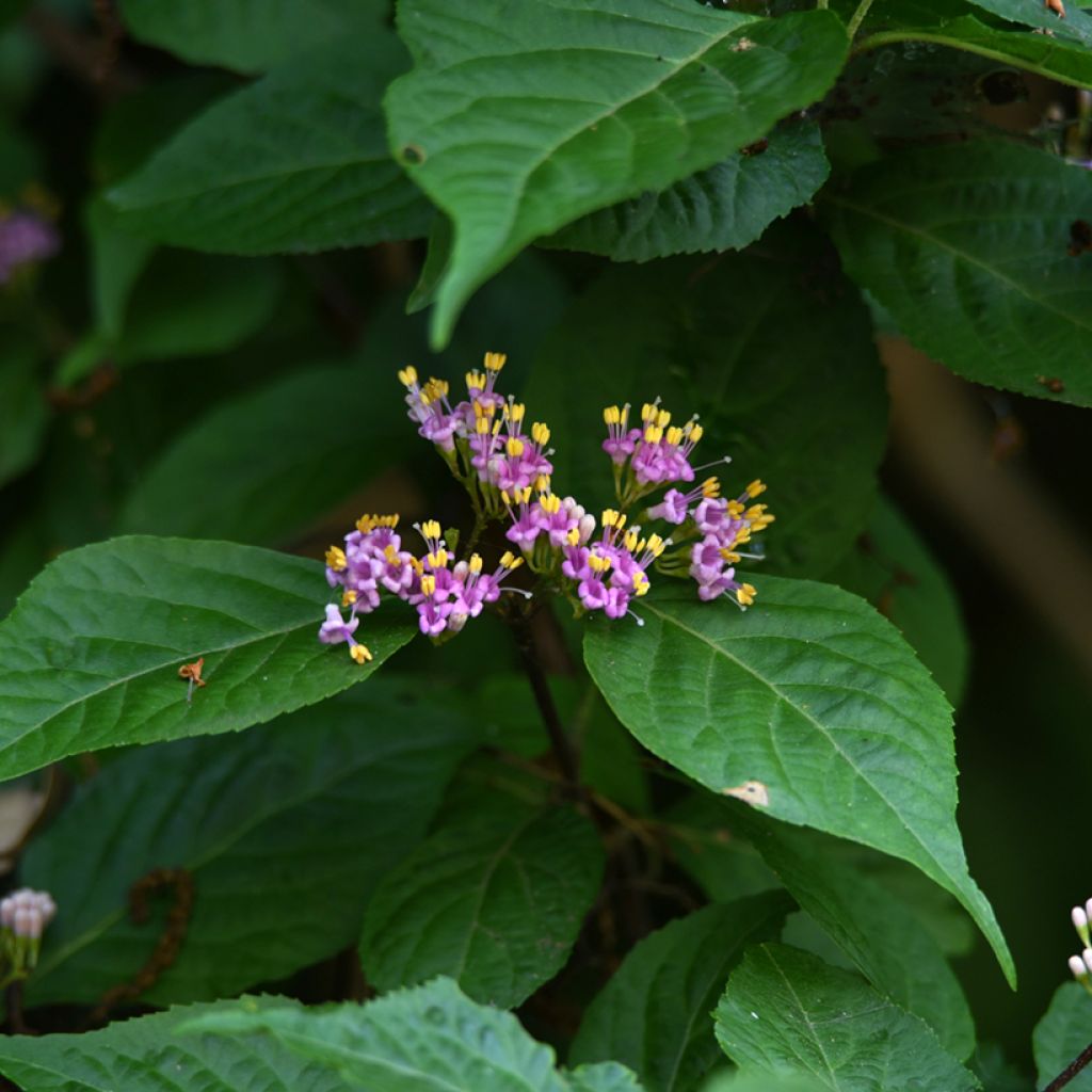 Mustehelmimarja - Callicarpa japonica