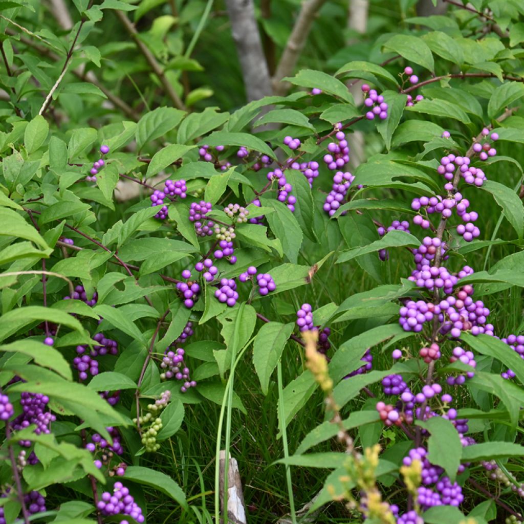 Mustehelmimarja - Callicarpa japonica