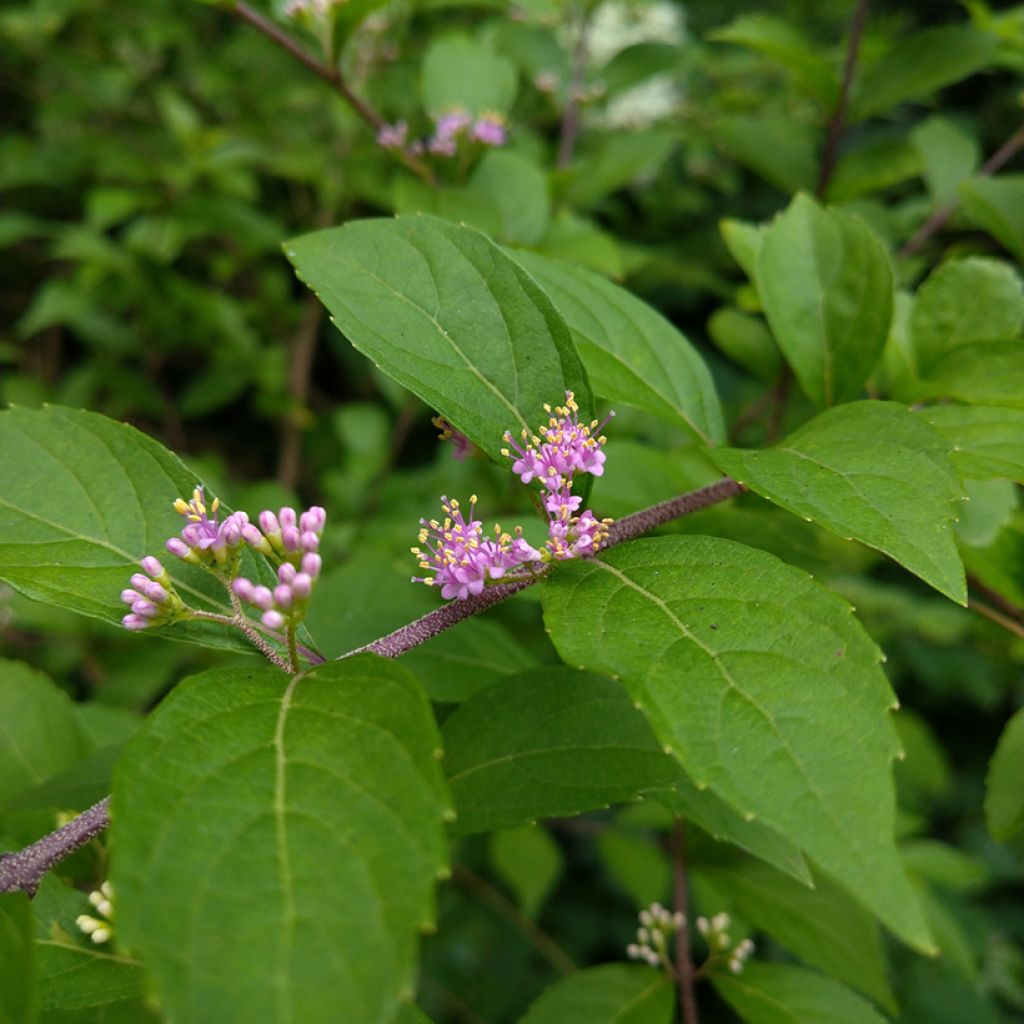 Mustehelmimarja - Callicarpa japonica