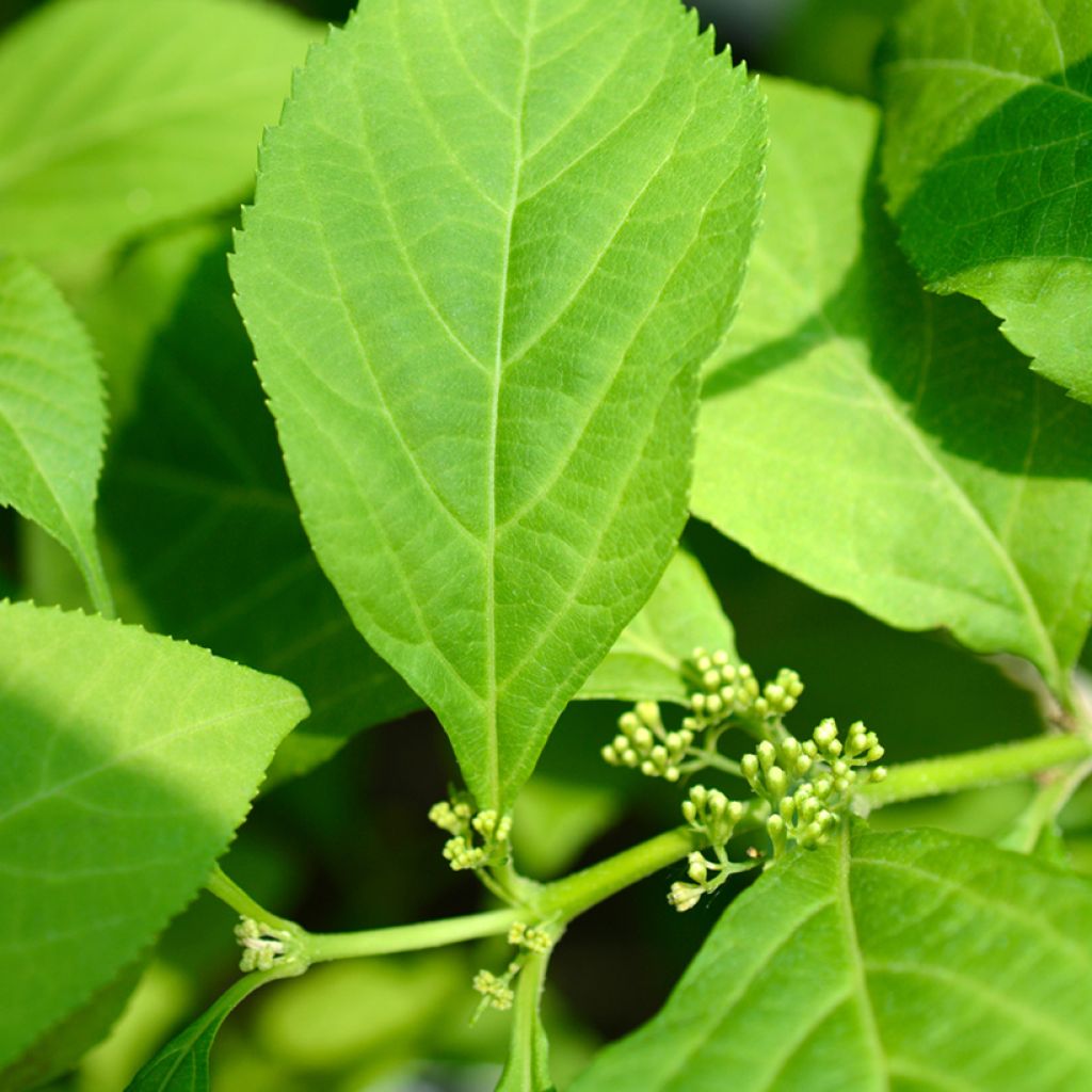 Mustehelmimarja Leucocarpa