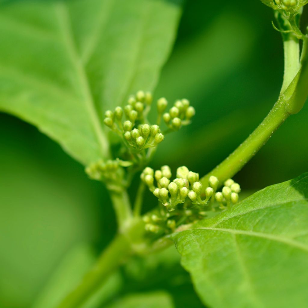 Mustehelmimarja Leucocarpa