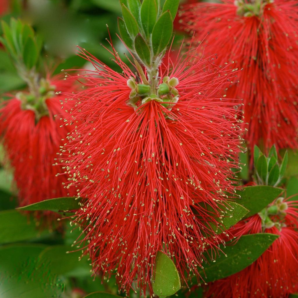 Lamppuharja - Callistemon x laevis