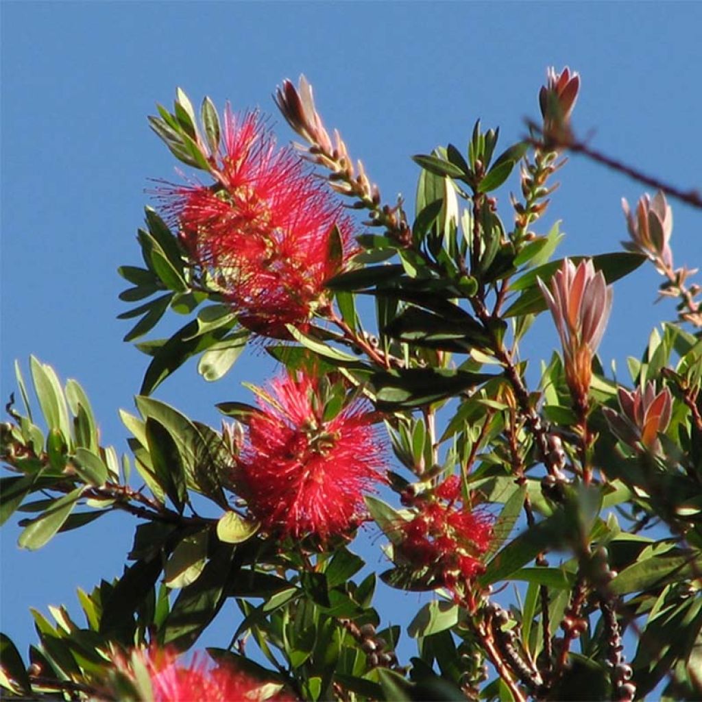 Pullonharja Splendens