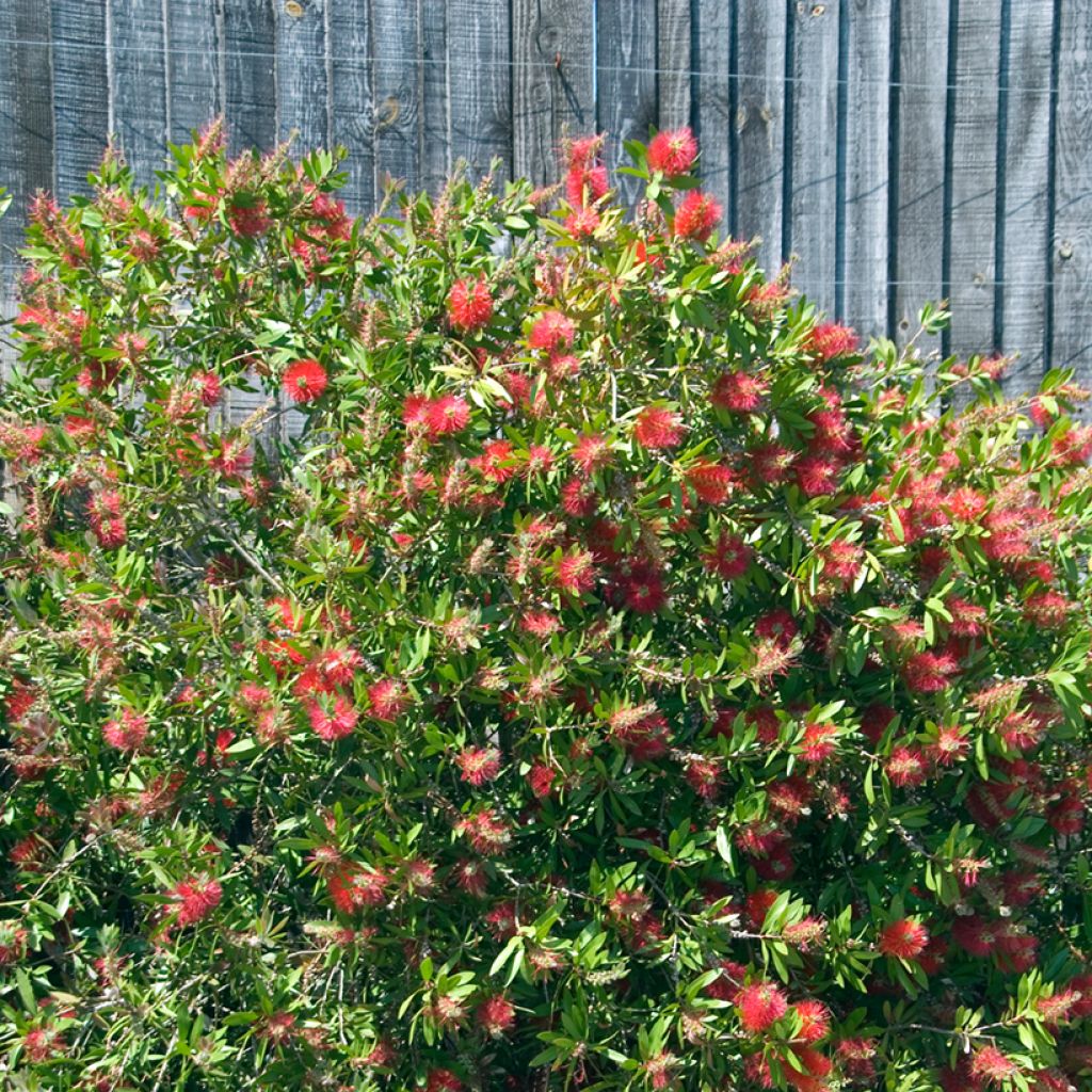 Pullonharja Splendens