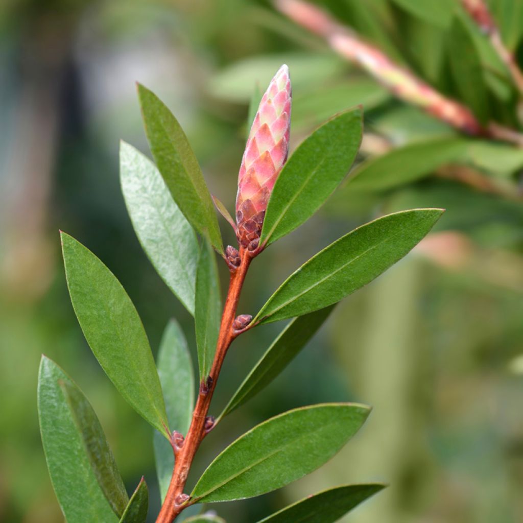 Pullonharja Splendens