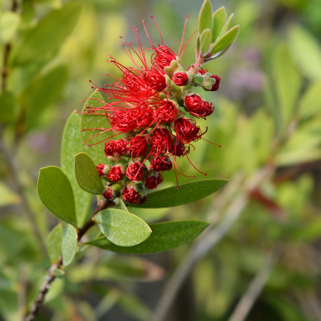 Pullonharja Splendens
