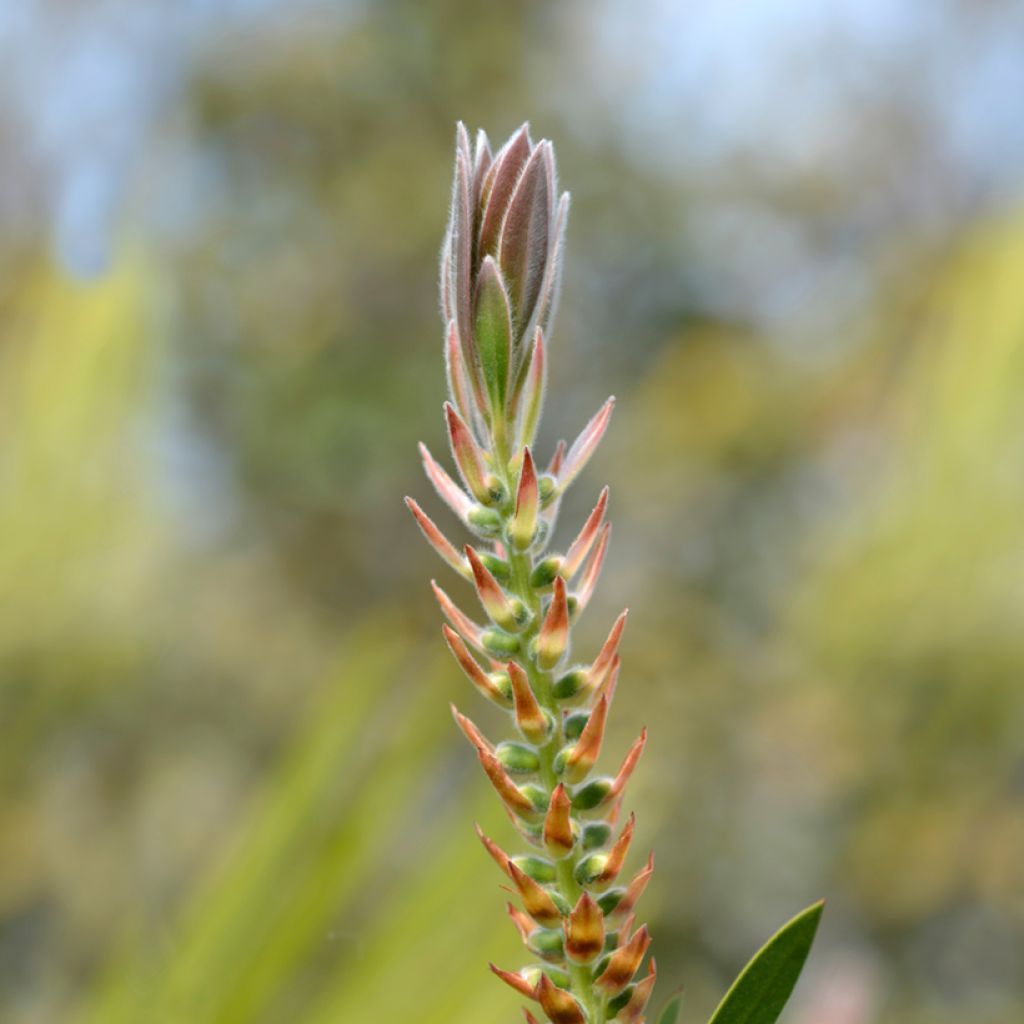 Pullonharja Splendens