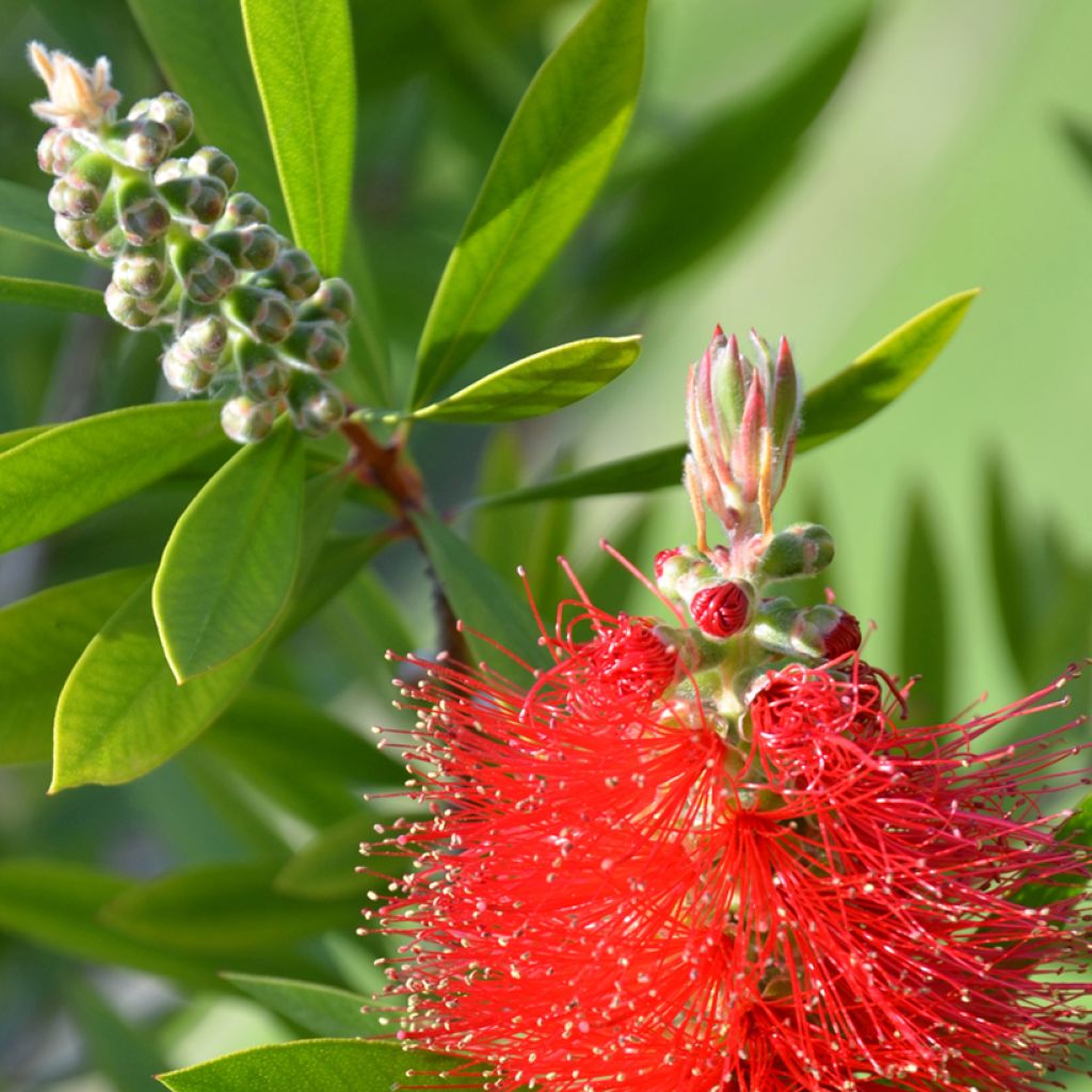 Pullonharja Splendens