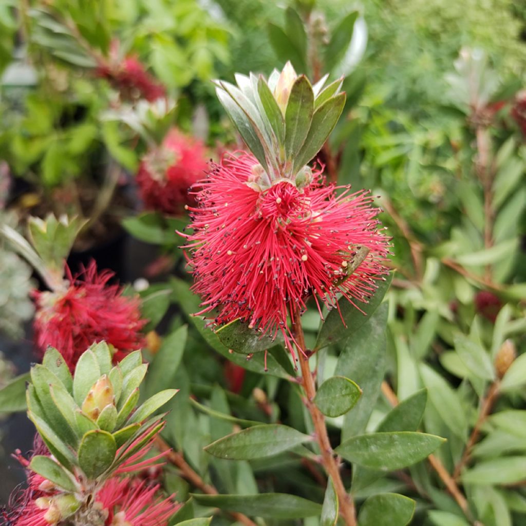 Lamppuharja Mini Red