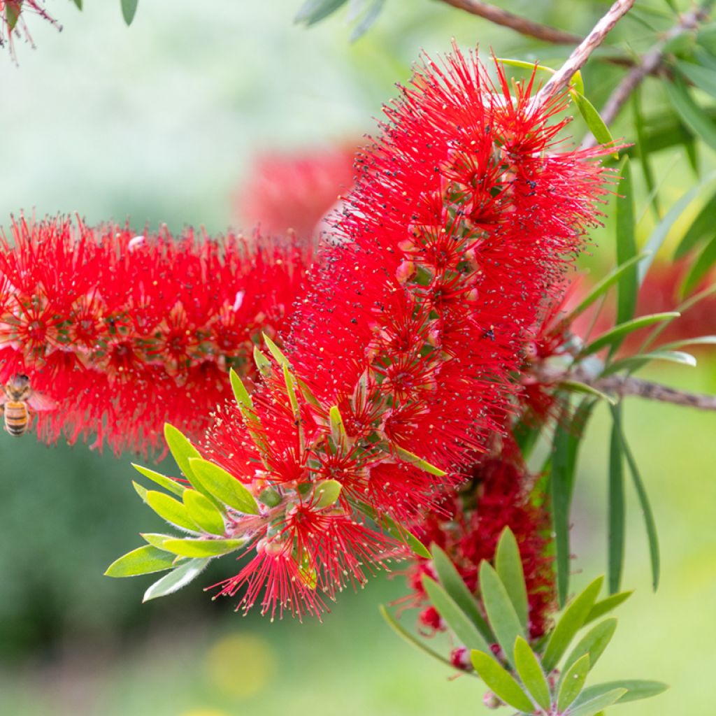 Jäykkälamppuharja - Callistemon rigidus