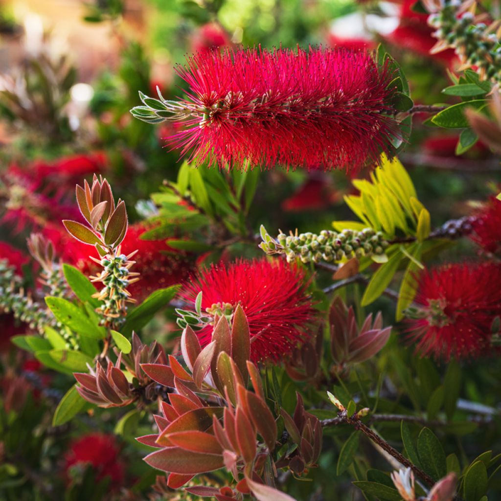 Jäykkälamppuharja - Callistemon rigidus