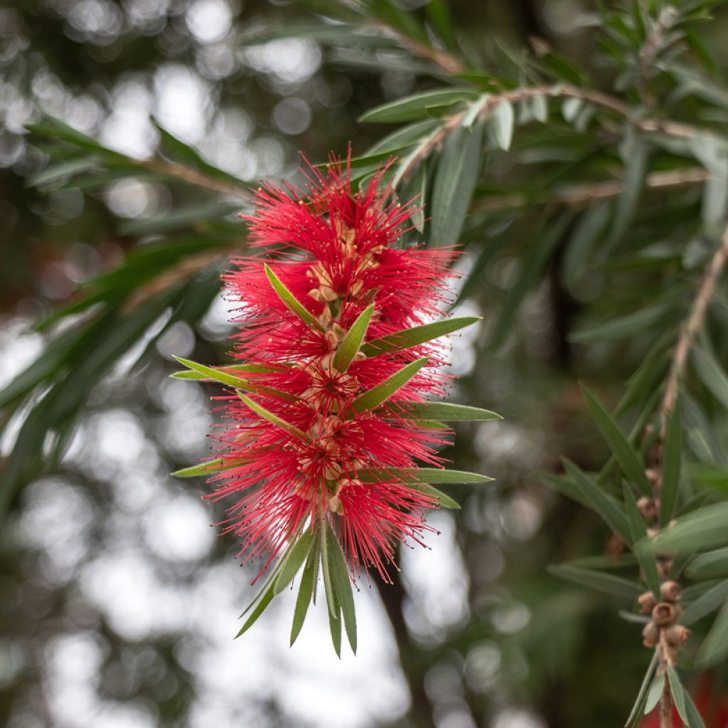 Jäykkälamppuharja - Callistemon rigidus
