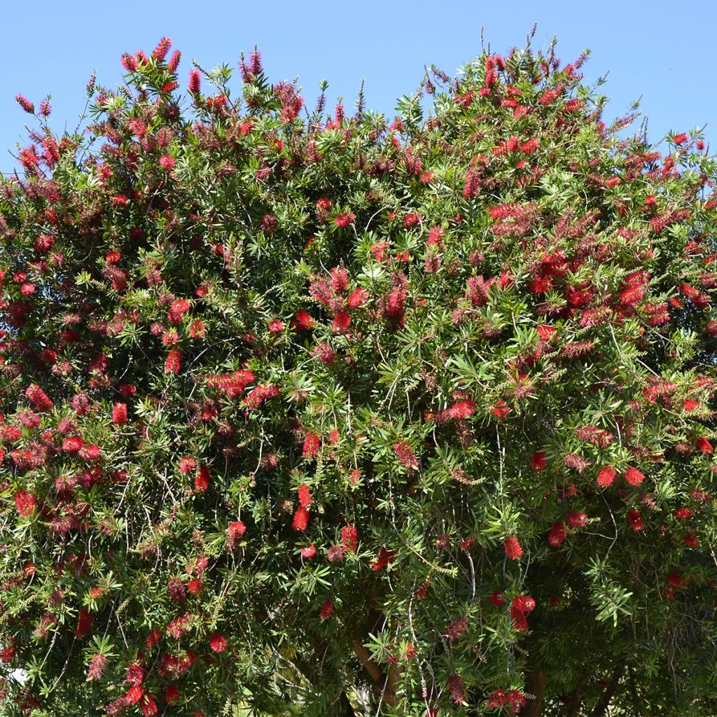 Jäykkälamppuharja - Callistemon rigidus