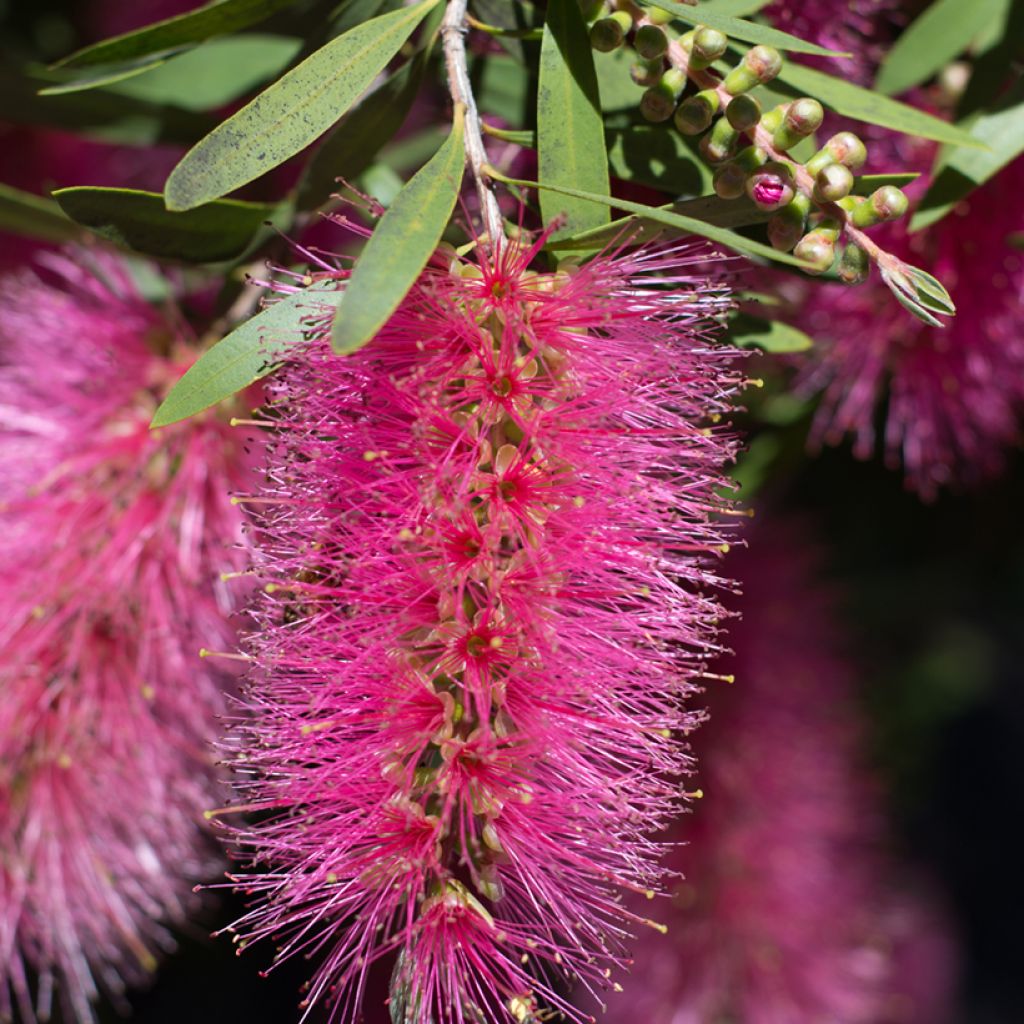 Norjalamppuharja Bright Pink