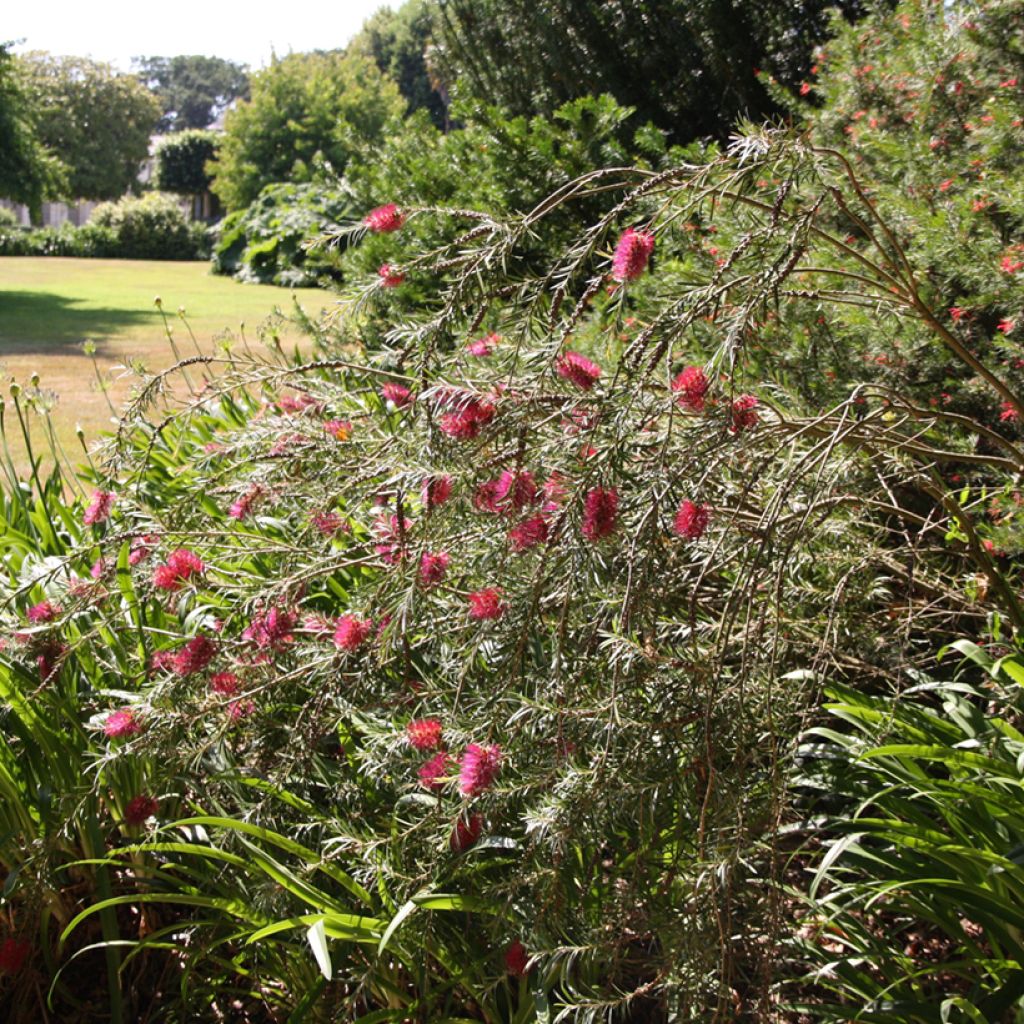 Norjalamppuharja - Callistemon viminalis