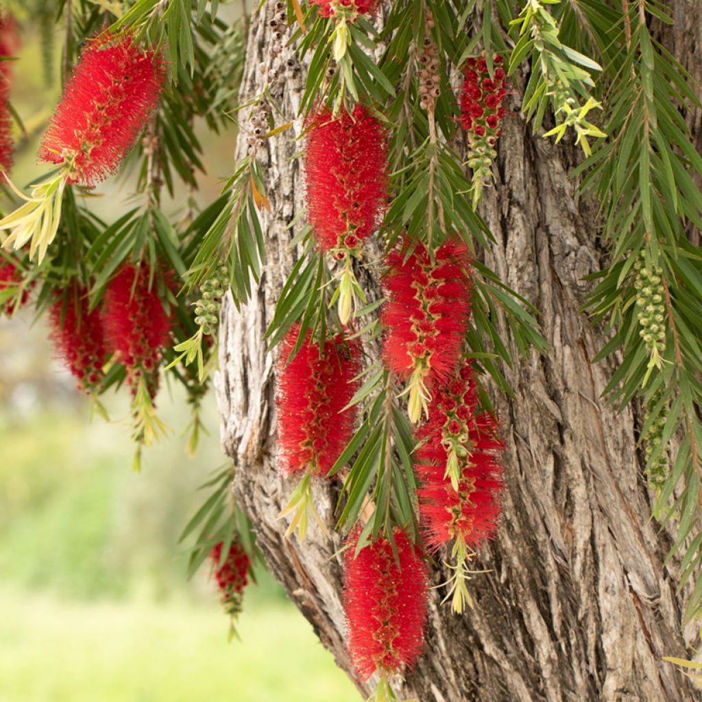 Norjalamppuharja - Callistemon viminalis