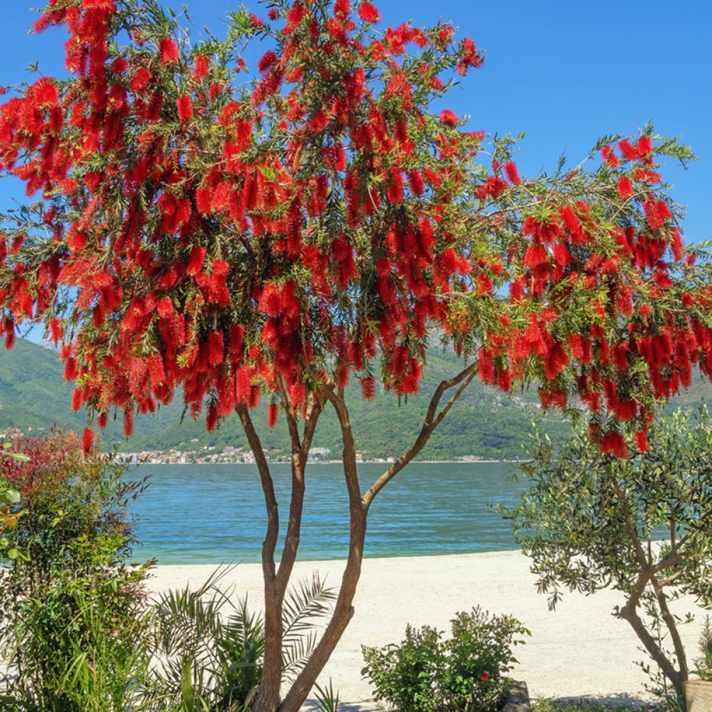 Norjalamppuharja - Callistemon viminalis