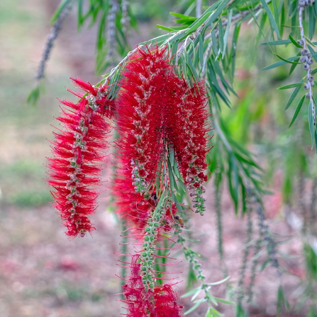 Norjalamppuharja - Callistemon viminalis