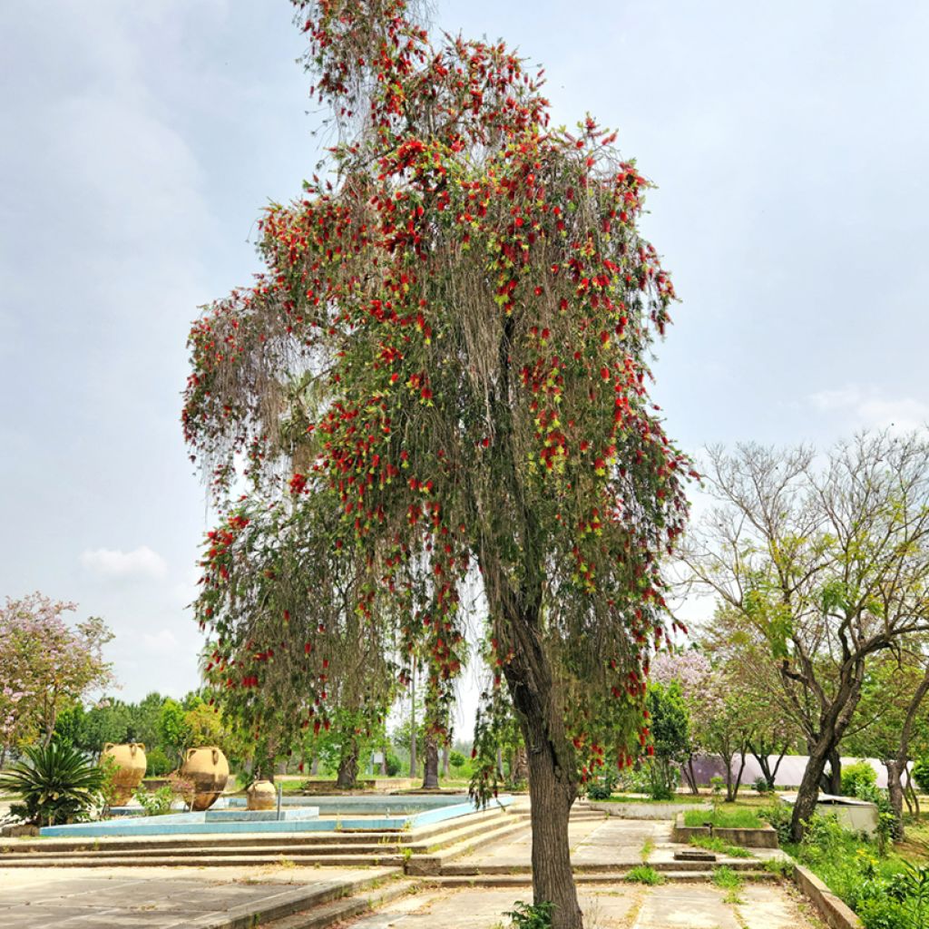 Norjalamppuharja - Callistemon viminalis
