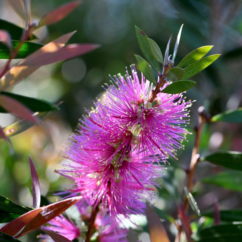 Lamppuharja - Callistemon violaceus