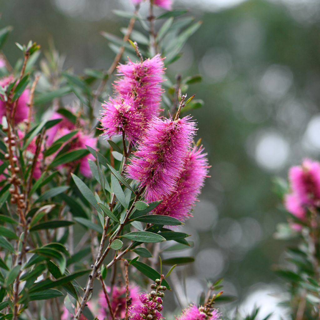 Lamppuharja - Callistemon violaceus