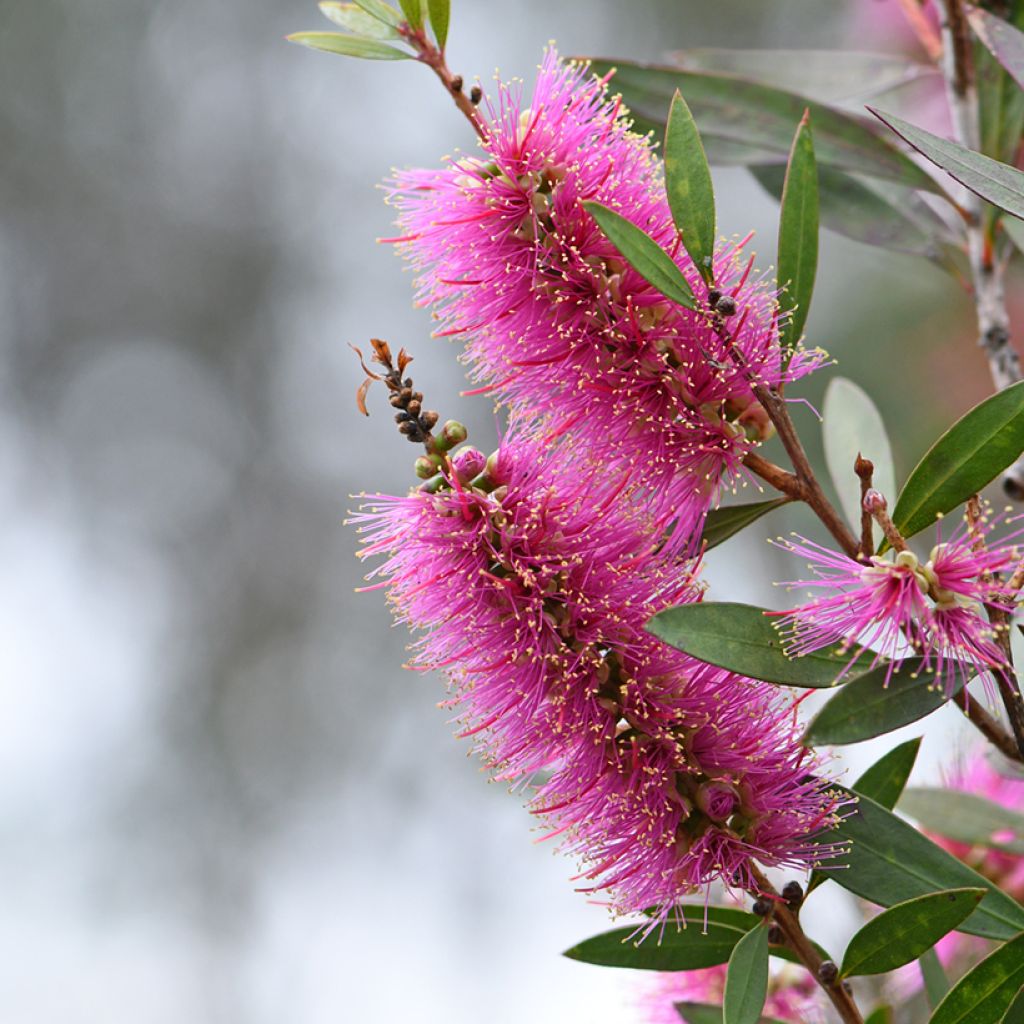 Lamppuharja - Callistemon violaceus