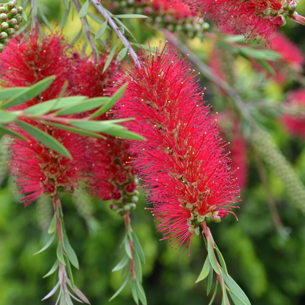 Lamppuharja - Callistemon x laevis