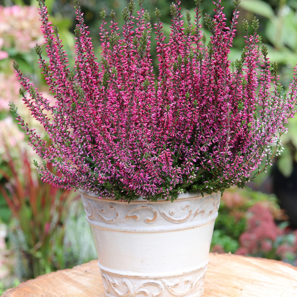 Kanerva Garden Girls Amethyst