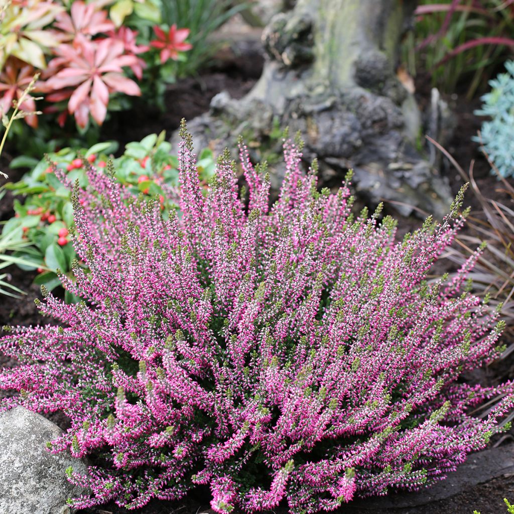 Kanerva Garden Girls Amethyst