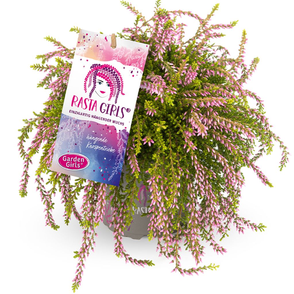 Kanerva Rasta Girls 'Rosa Claire