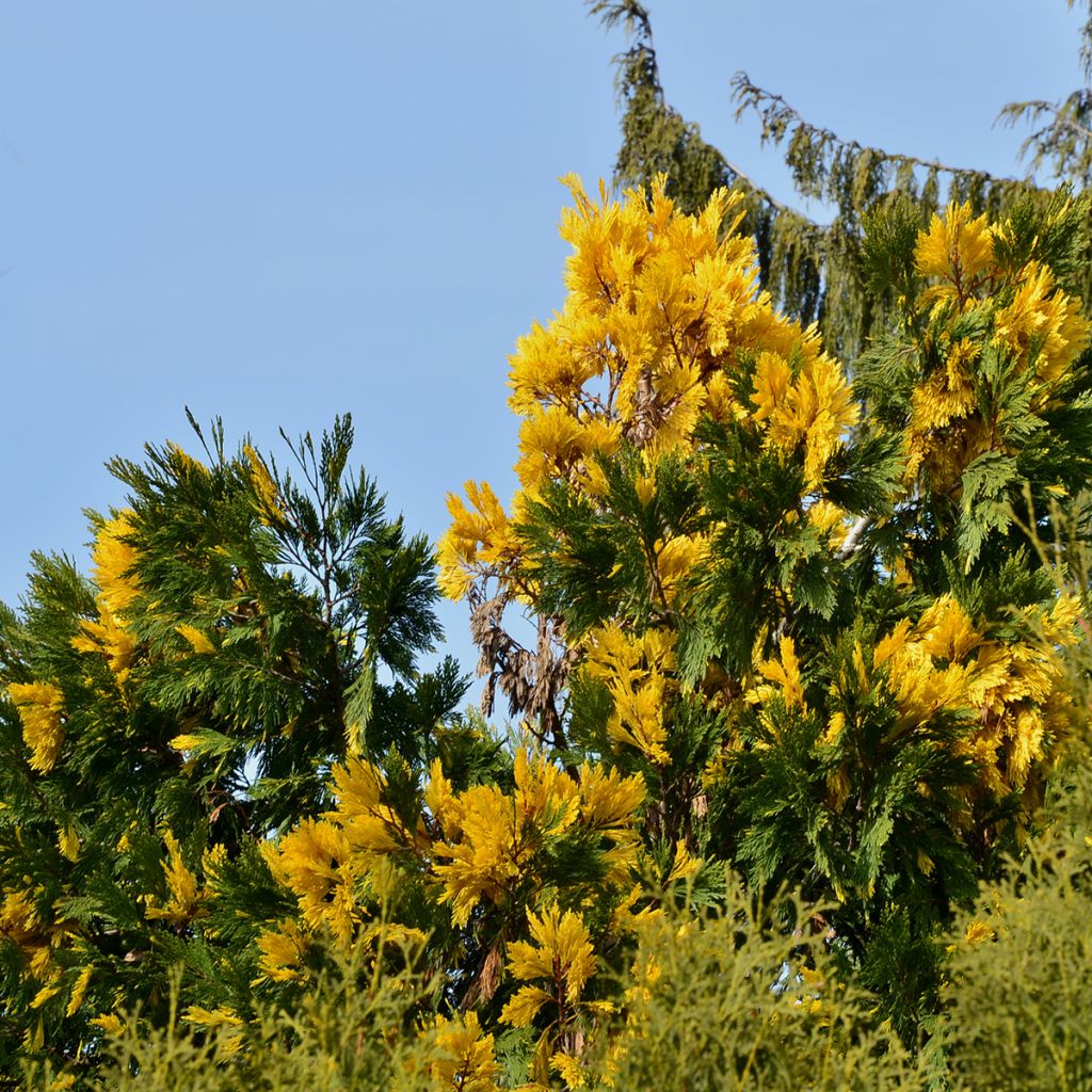Oregonintuoksusetri Aureovariegata