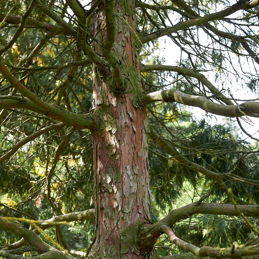 Oregonintuoksusetri Aureovariegata
