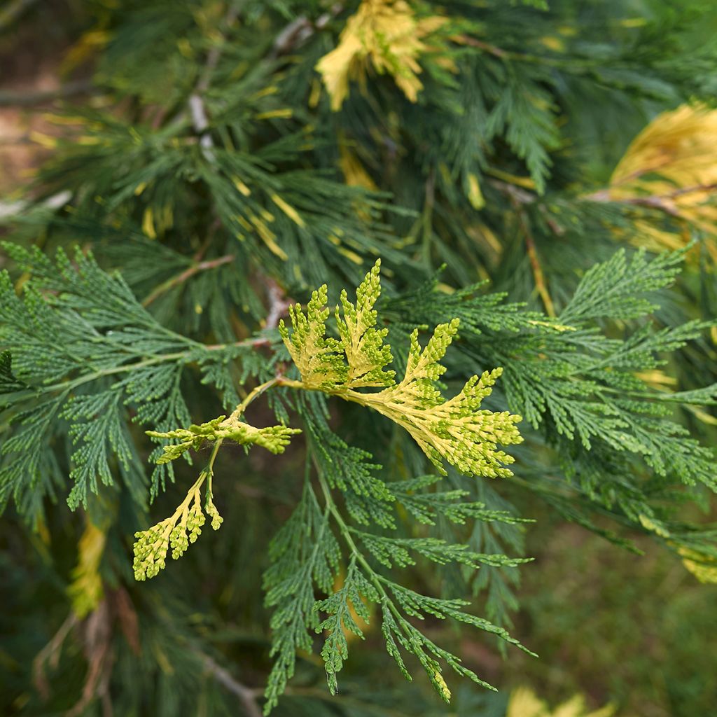 Oregonintuoksusetri Aureovariegata