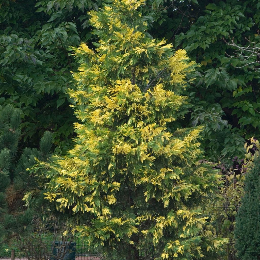 Oregonintuoksusetri Aureovariegata