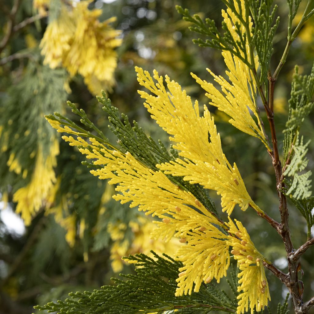 Oregonintuoksusetri Aureovariegata