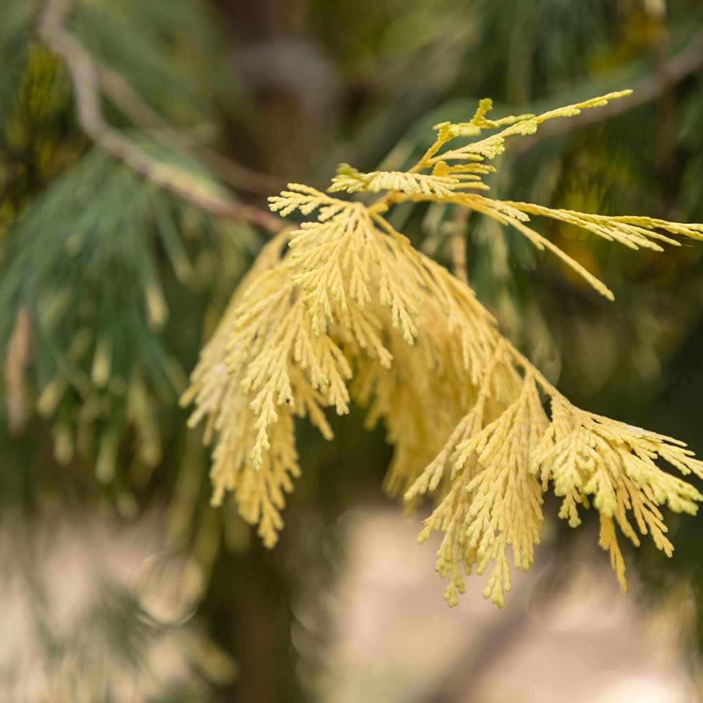 Oregonintuoksusetri Aureovariegata