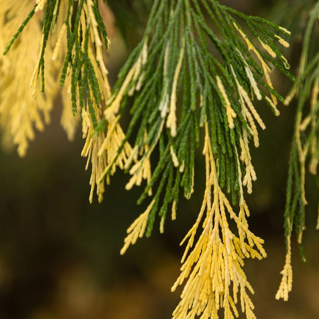 Oregonintuoksusetri Aureovariegata