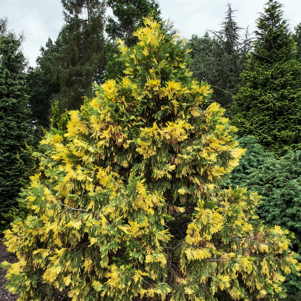 Oregonintuoksusetri Aureovariegata
