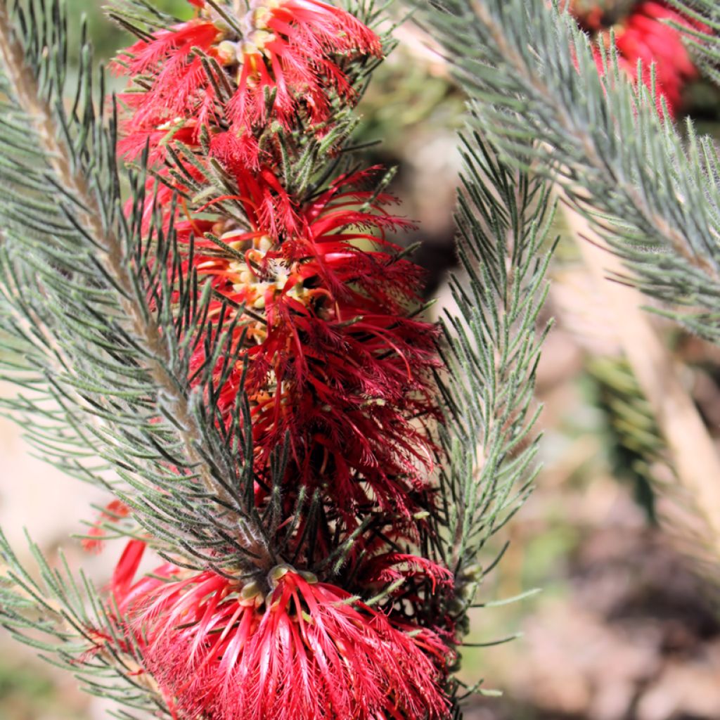 Calothamnus quadrifidus Grey Form