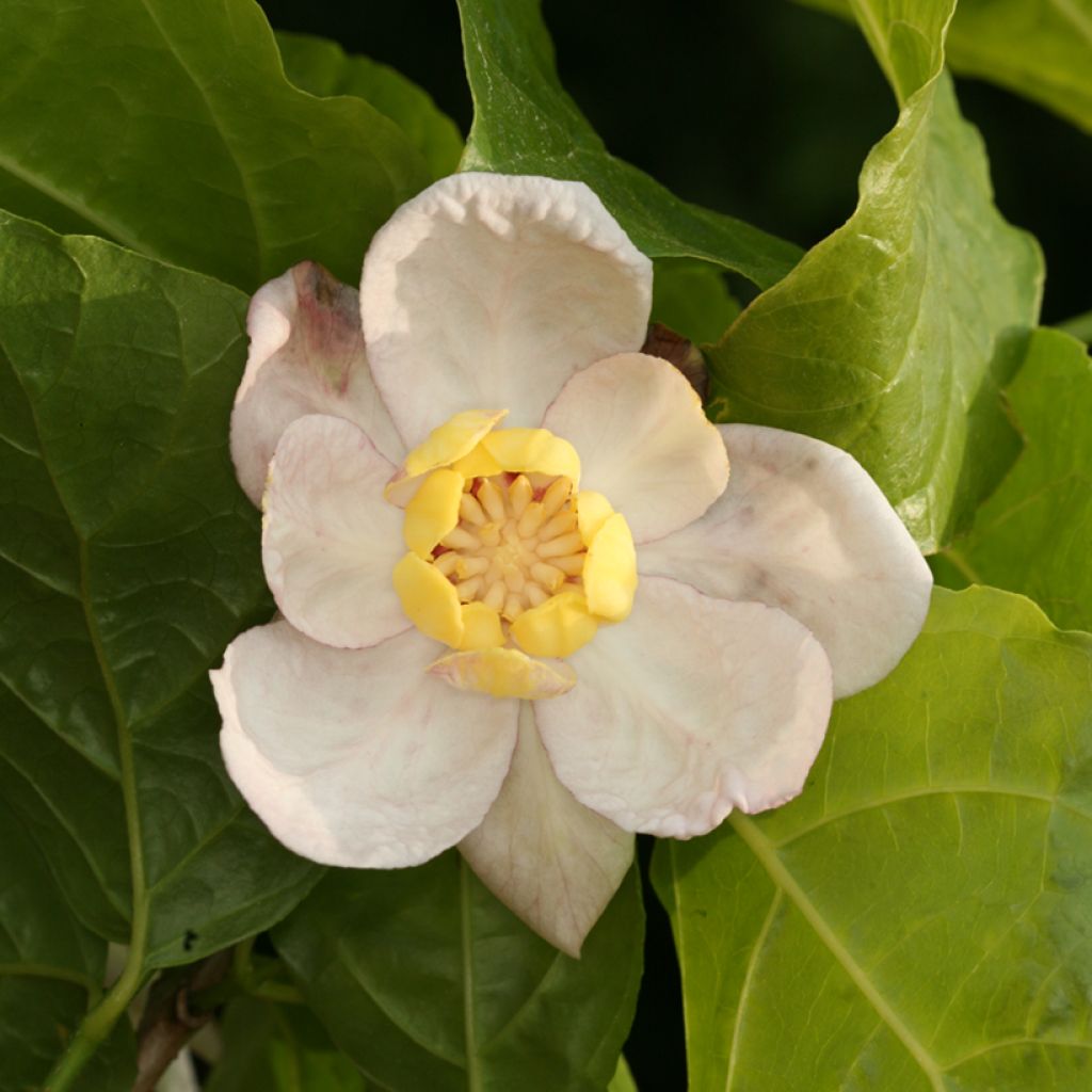 Kiinankalukkipensas - Calycanthus chinensis