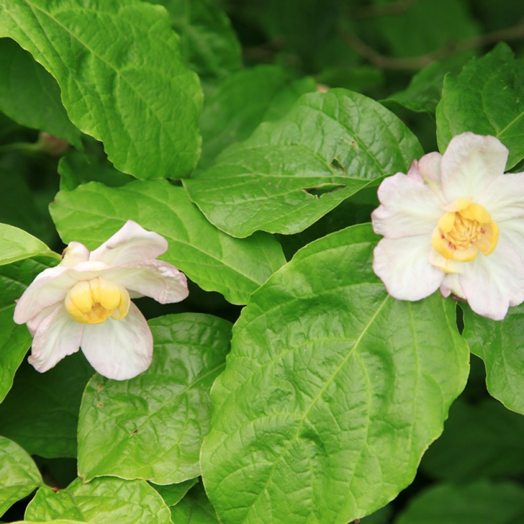 Kiinankalukkipensas - Calycanthus chinensis