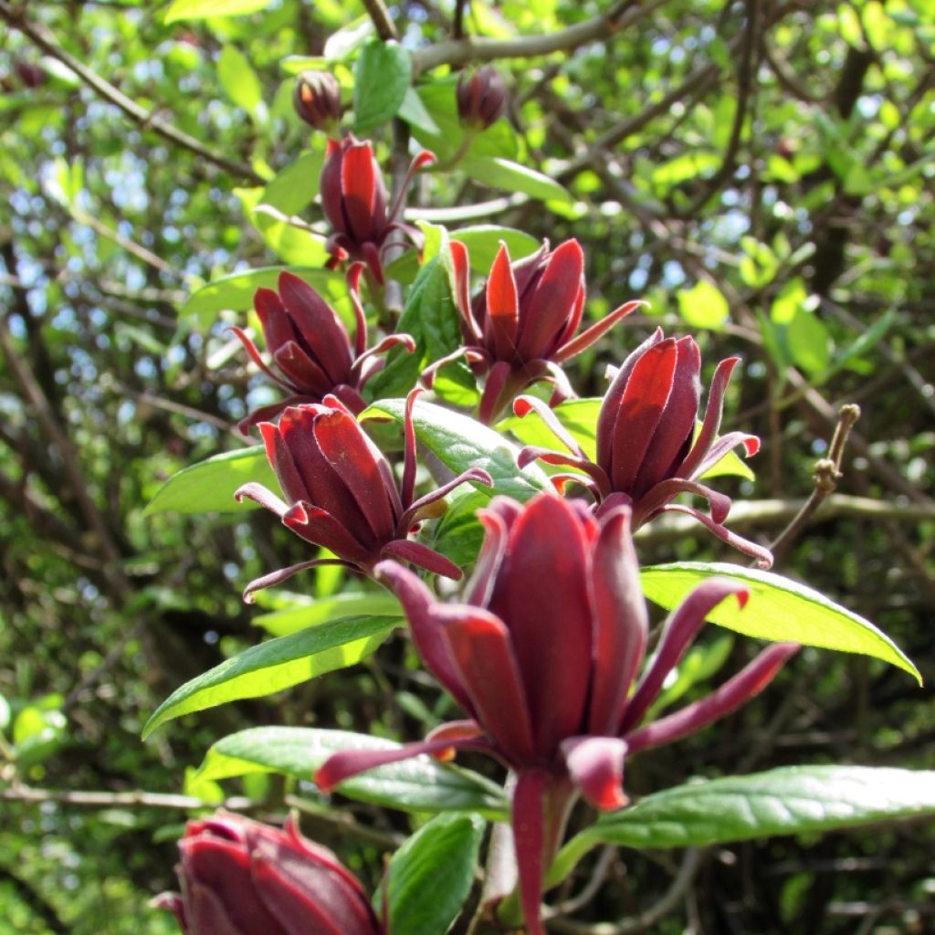 Kalukkipensas - Calycanthus floridus