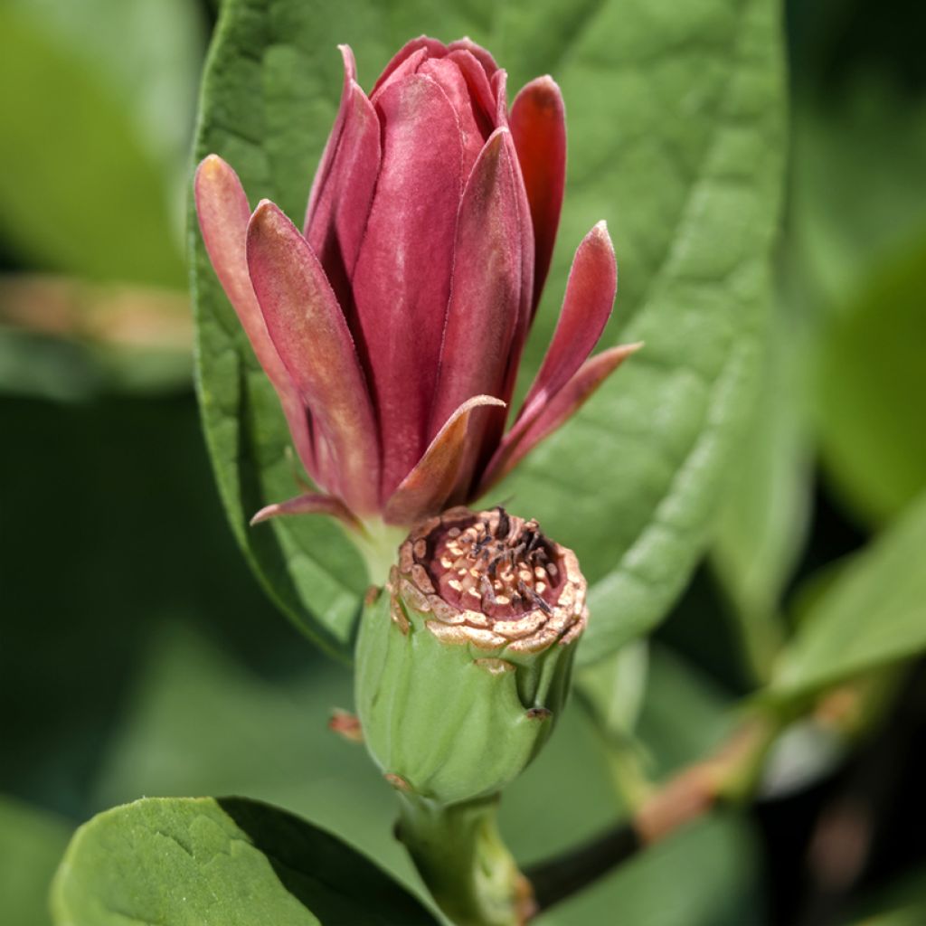 Kalukkipensas - Calycanthus floridus