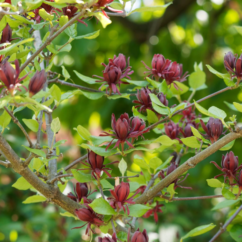 Kalukkipensas - Calycanthus floridus