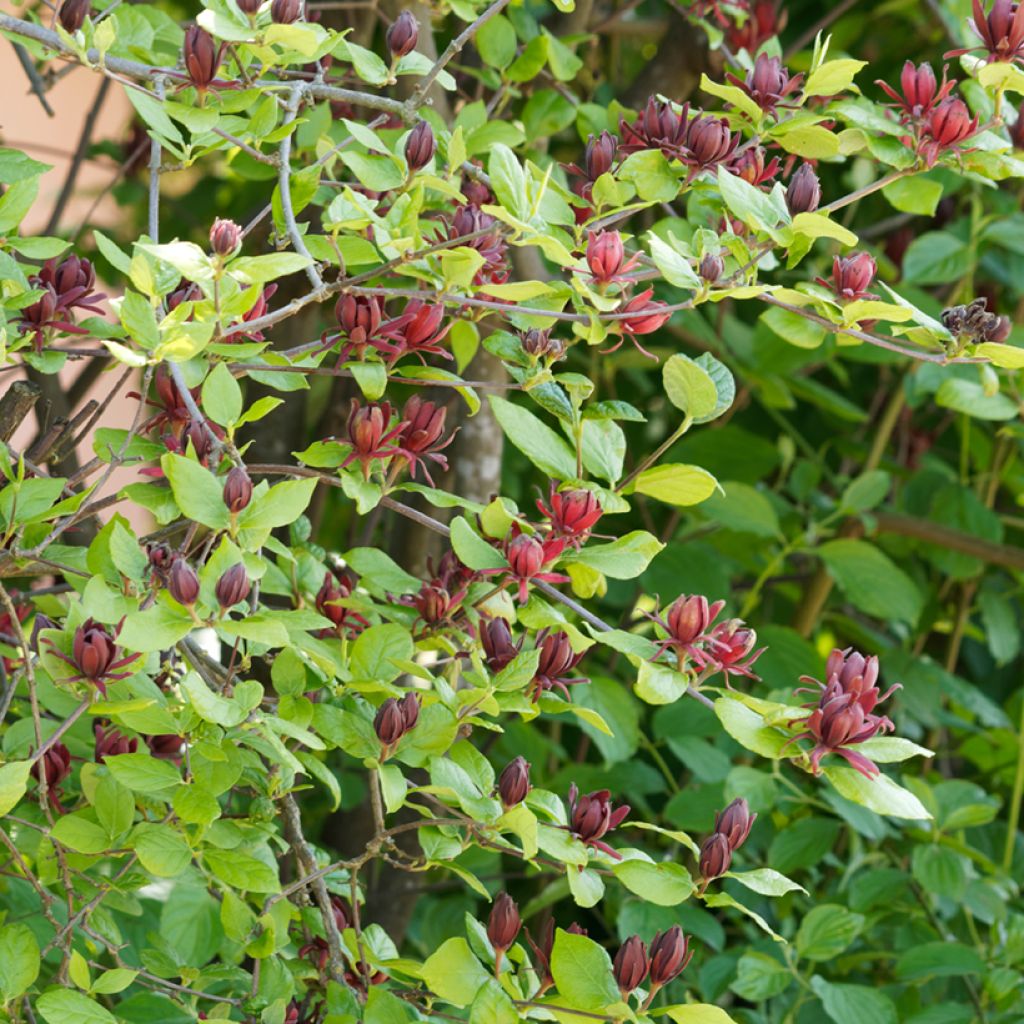 Kalukkipensas - Calycanthus floridus