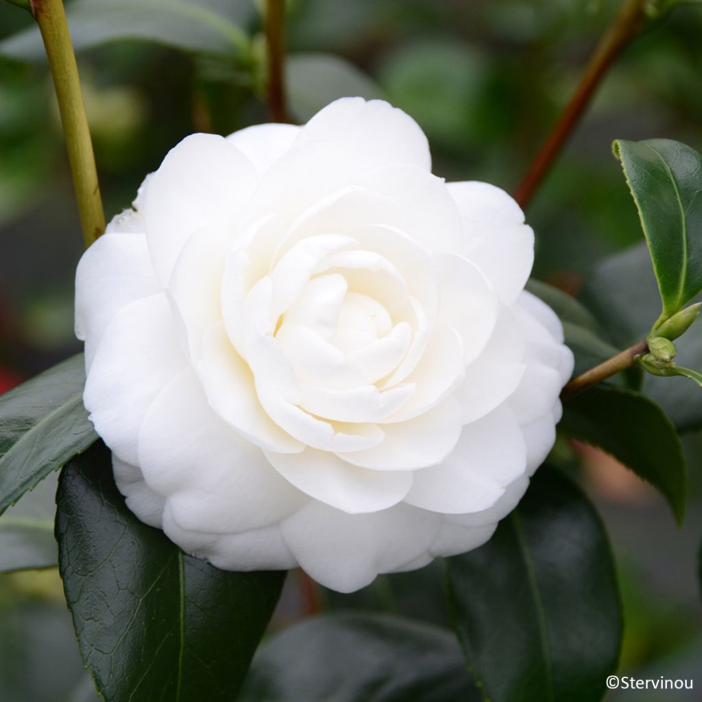 Kamelia Satsuma