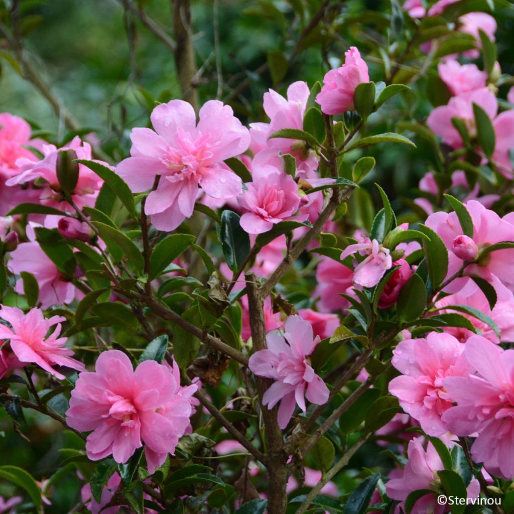 Kamelia Elfin rose